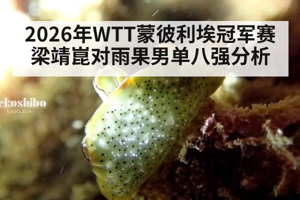 2026年WTT蒙彼利埃冠军赛梁靖崑对雨果男单八强分析